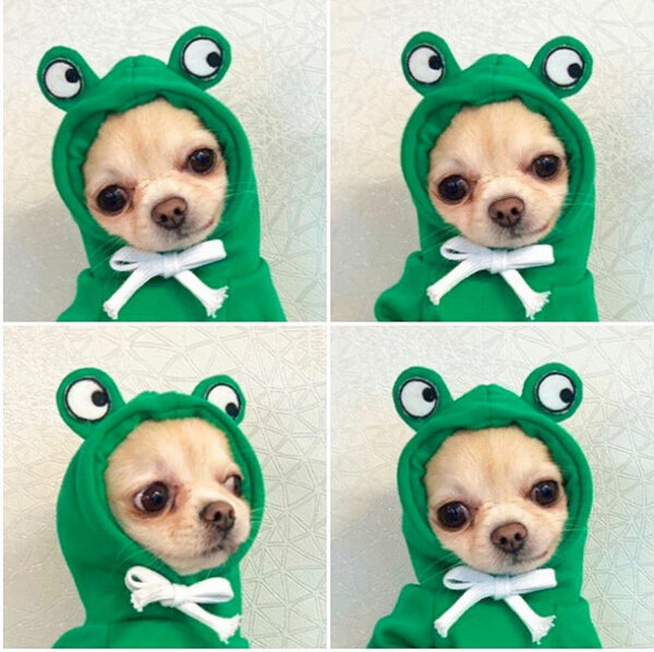 Cute Fruit Clothes For Small Dogs Hoodies Winter Warm Fleece Pet Clothing Puppy Cat Costume Coat For French Chihuahua Outfit - Image 3