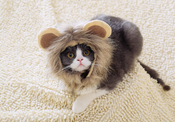 Lion Headgear Cute Feline Transformation - Free Shipping - Image 5