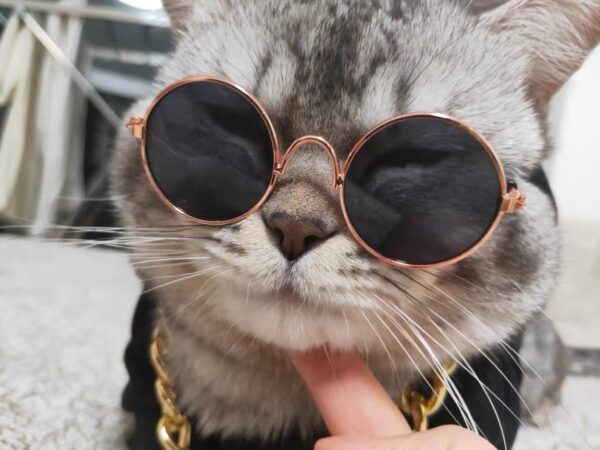 Cat Sunglasses Cute Funny Cat Photo Props Free Shipping - Image 7