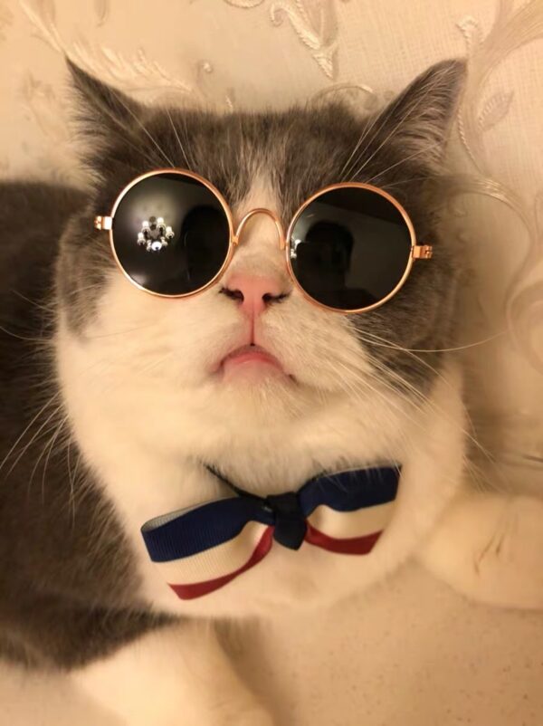 Cat Sunglasses Cute Funny Cat Photo Props Free Shipping - Image 8